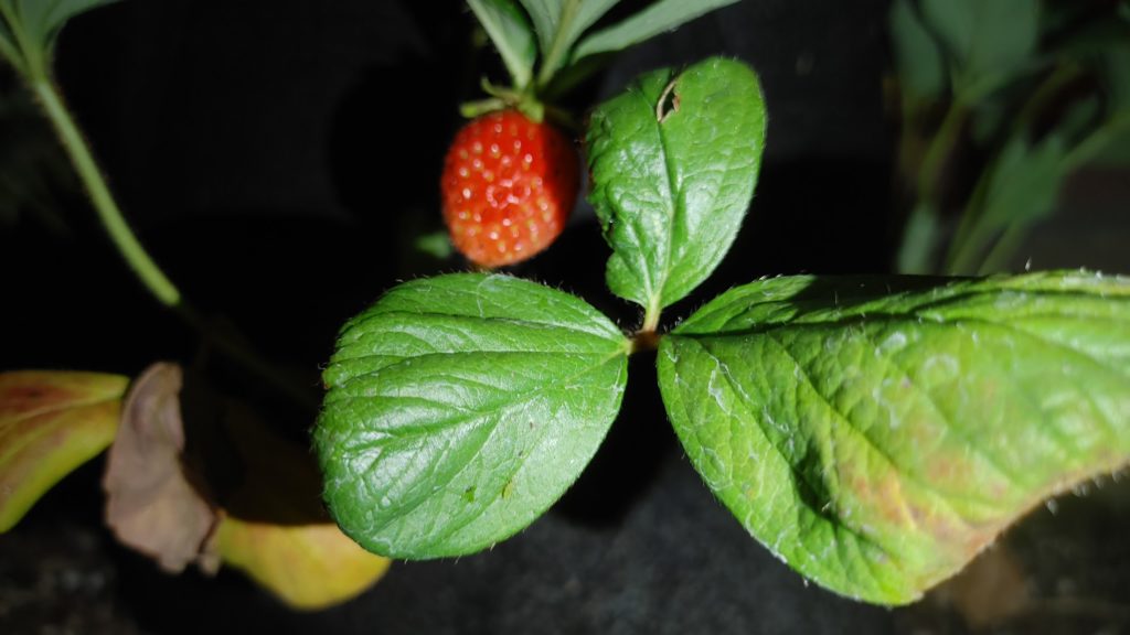 How to grow strawberries with grow bags?