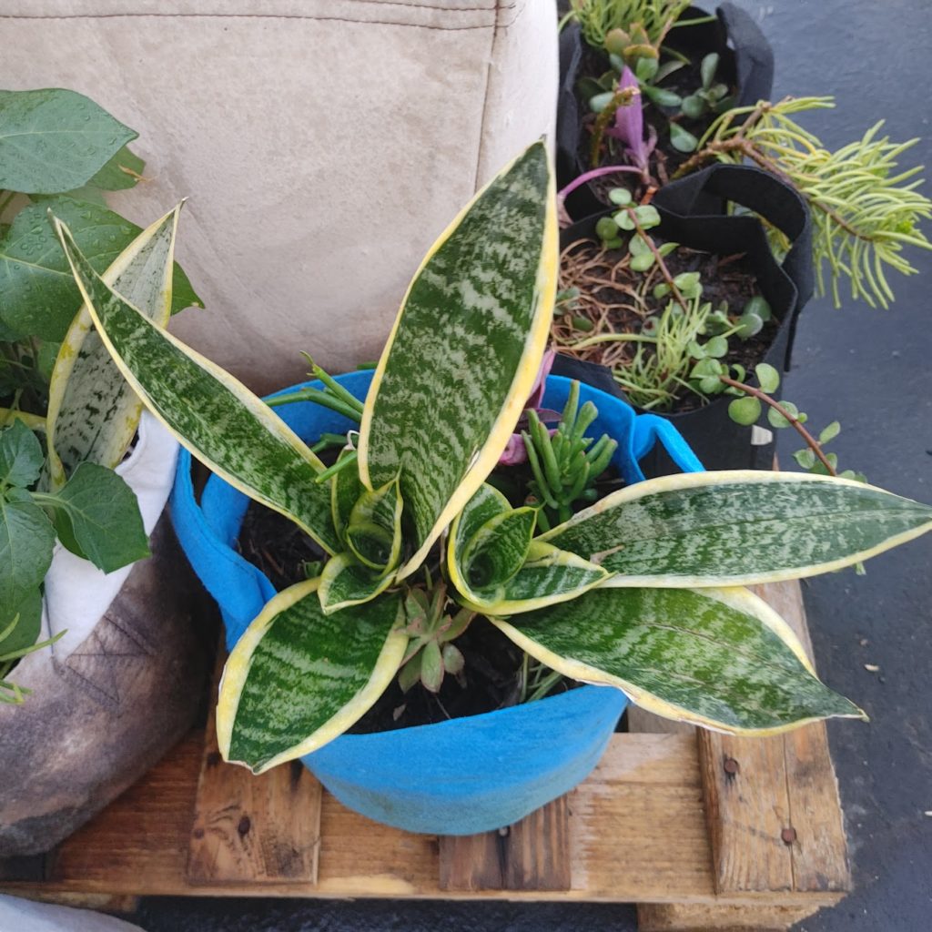 What are snake plants?