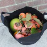 Picking pomelos and persimmons