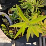 Why leaves turn yellowish?