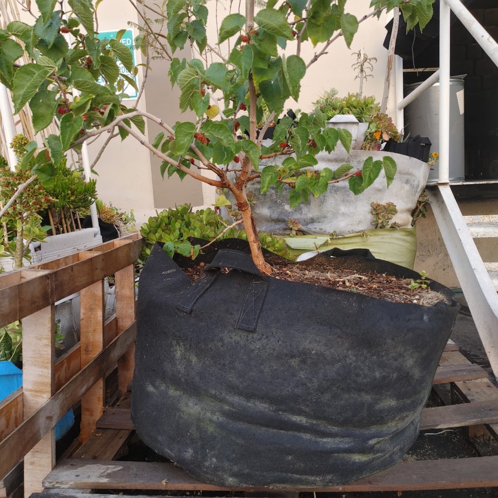 247Garden 40-Gallon Aeration Plant Grow Bag w/Handles (17H x 26.5D, 260GSM Fabric Pot) w/Mulberry Tree