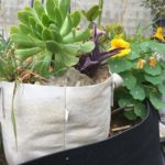 Growing 101: Perfect Potting Mixes for Container Gardening