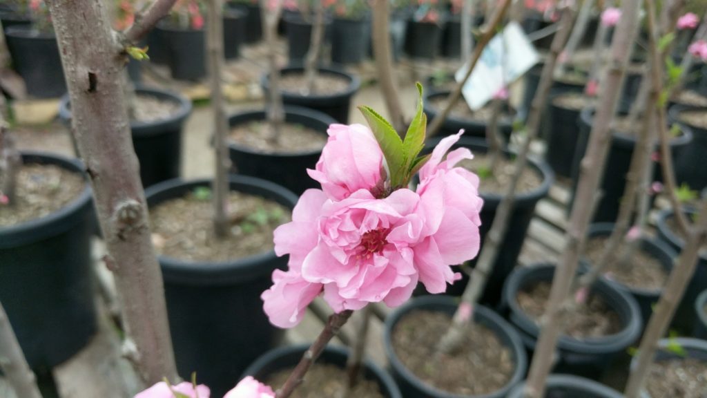 Why do nurseries use black pots?