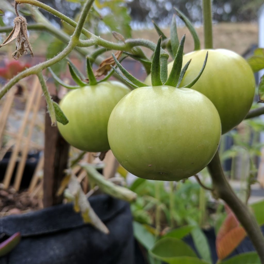 How often should grow bags be watered?