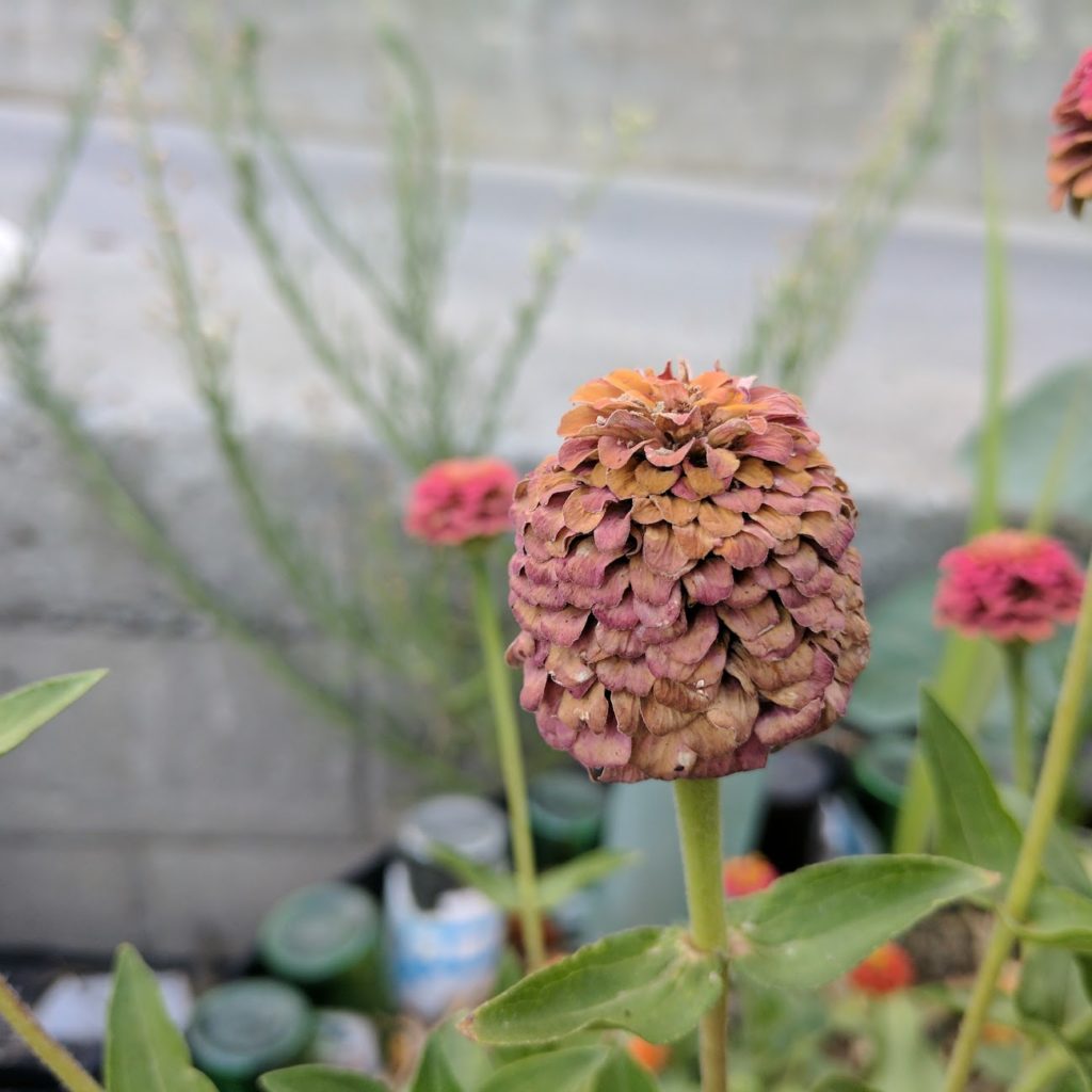 What can I do with dried zinnias?