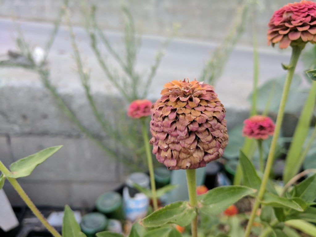 What can I do with dried zinnias?