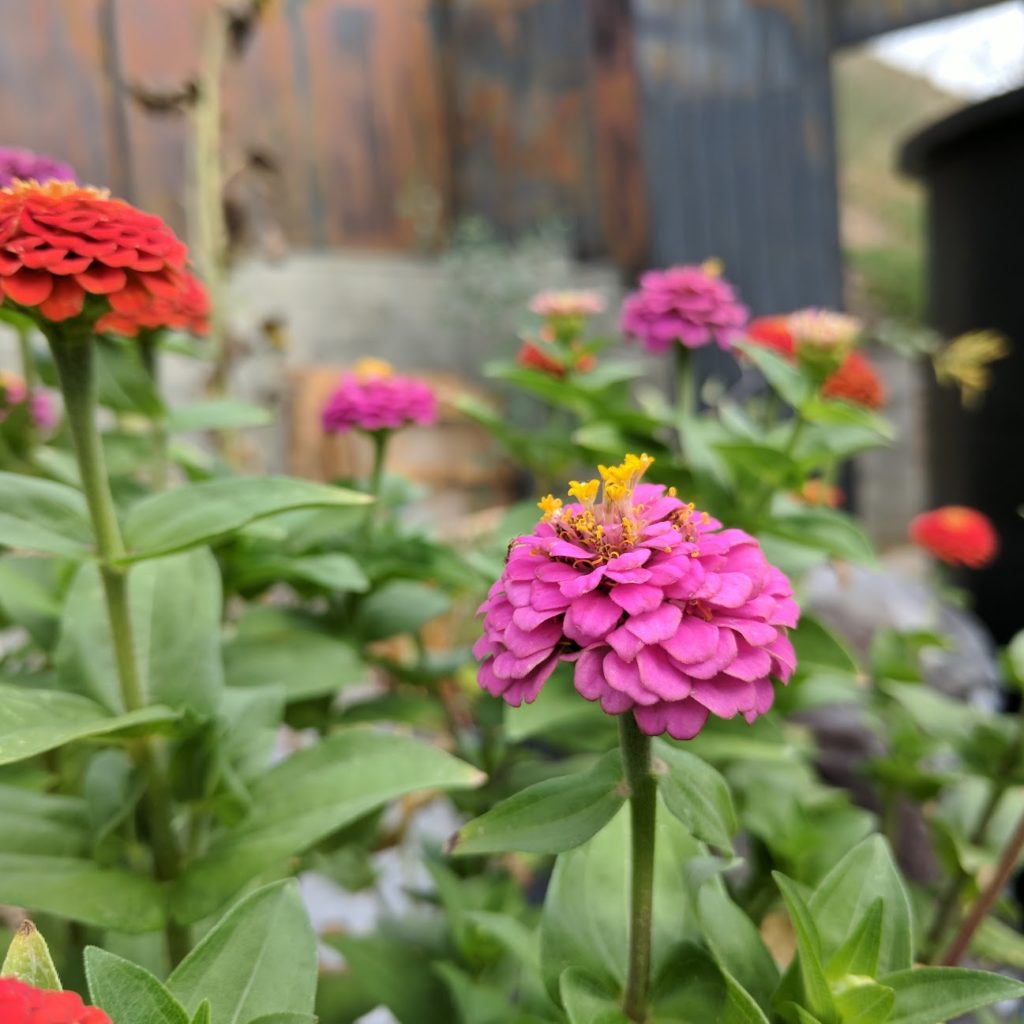 What we learn about growing zinnia flowers.