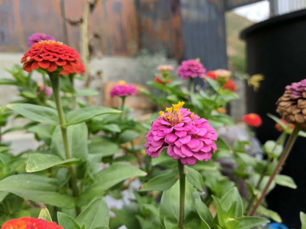 What we learn about growing zinnia flowers.
