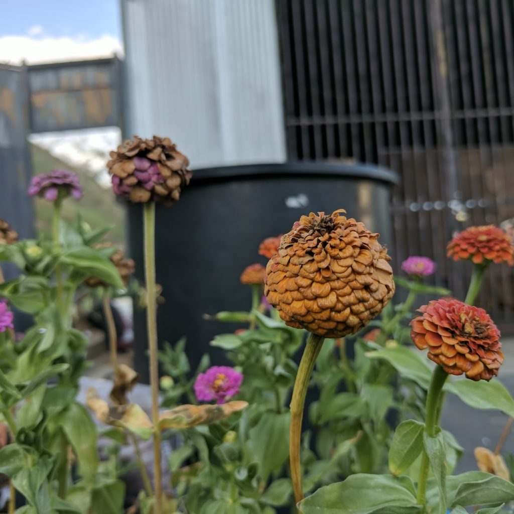 Can you make tea with dried zinnia flowers?