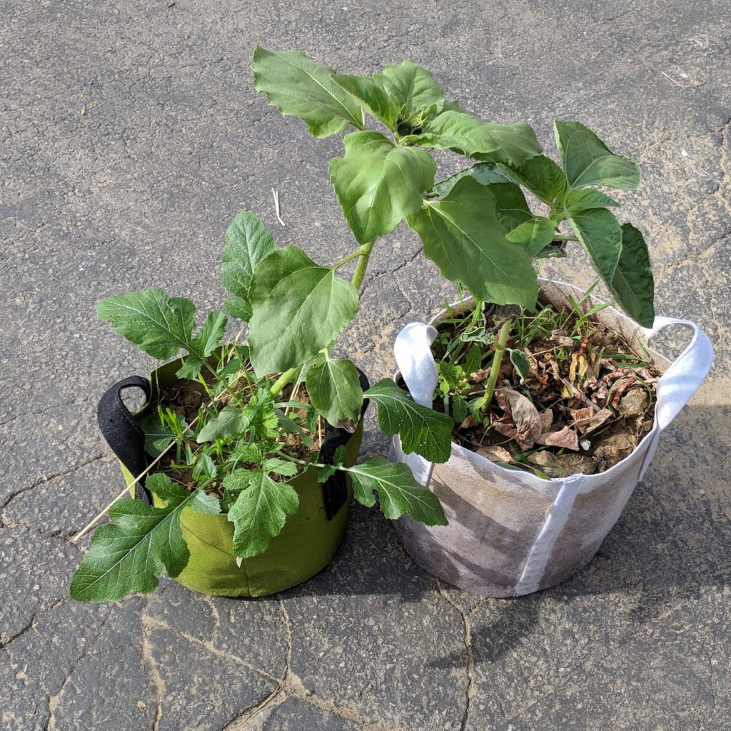 Can you reuse soil from fabric grow bag?