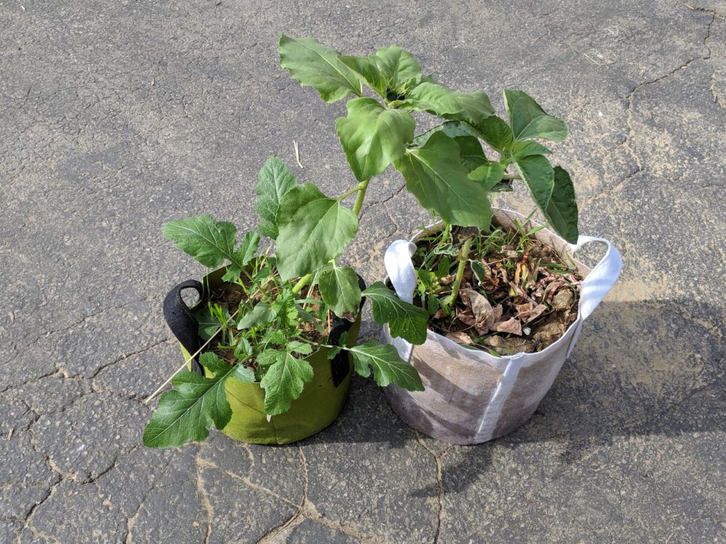 Can you reuse soil from fabric grow bag?