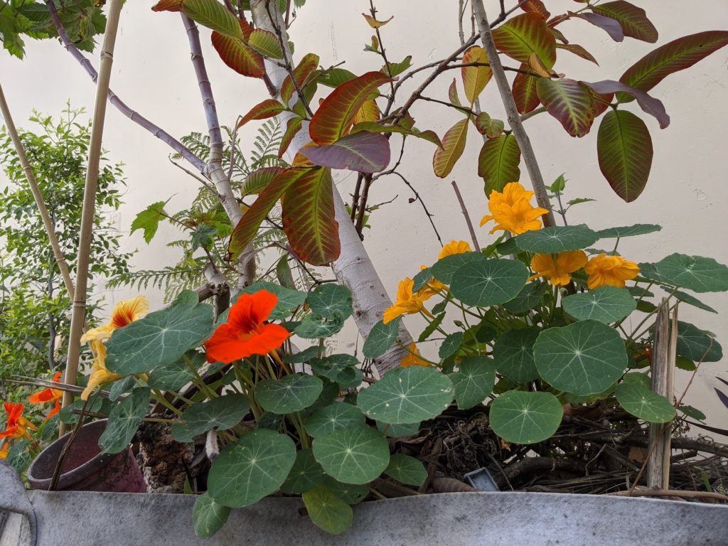 Something about Nasturtium Plants