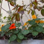 Something about Nasturtium Plants