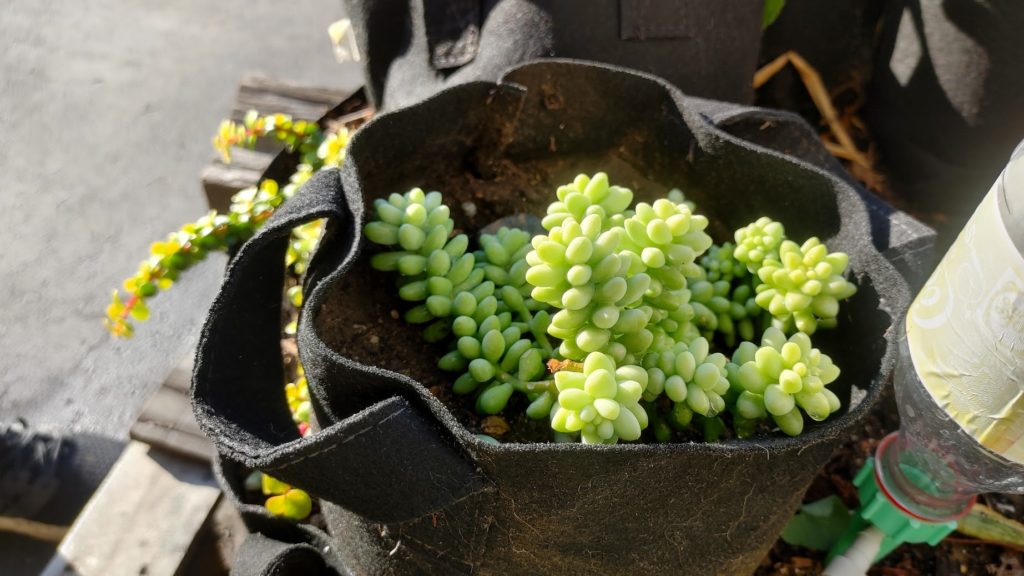 How to Grow and Care For Burro’s Tail