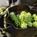 How to Grow and Care For Burro’s Tail