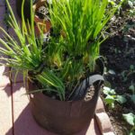 Growing green onions in a fabric pot and why is it good?