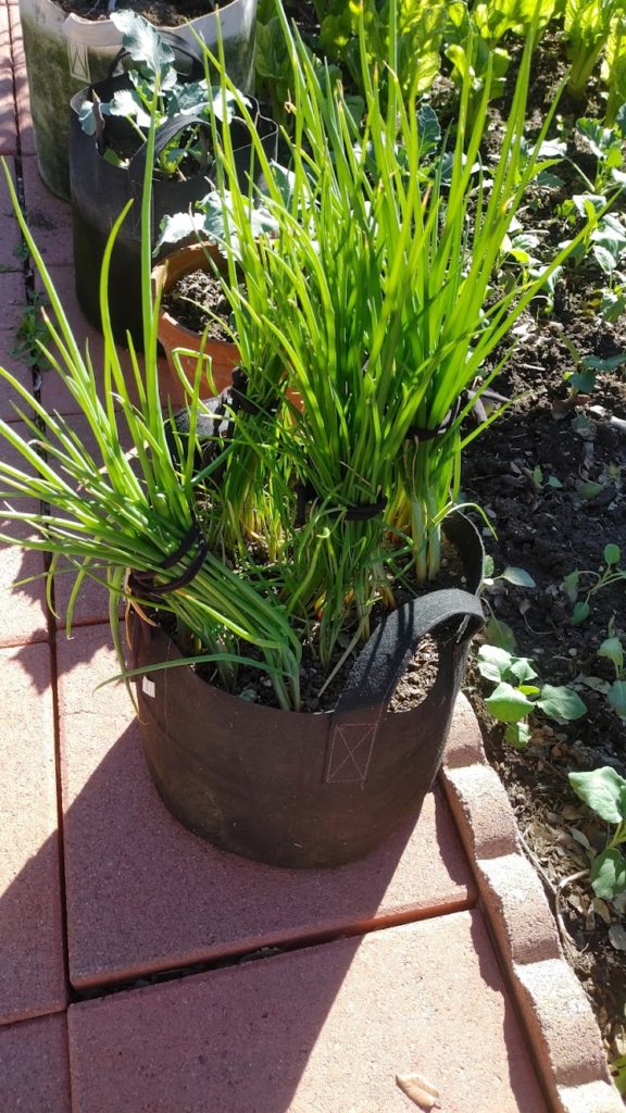 Growing green onions in a fabric pot and why is it good?