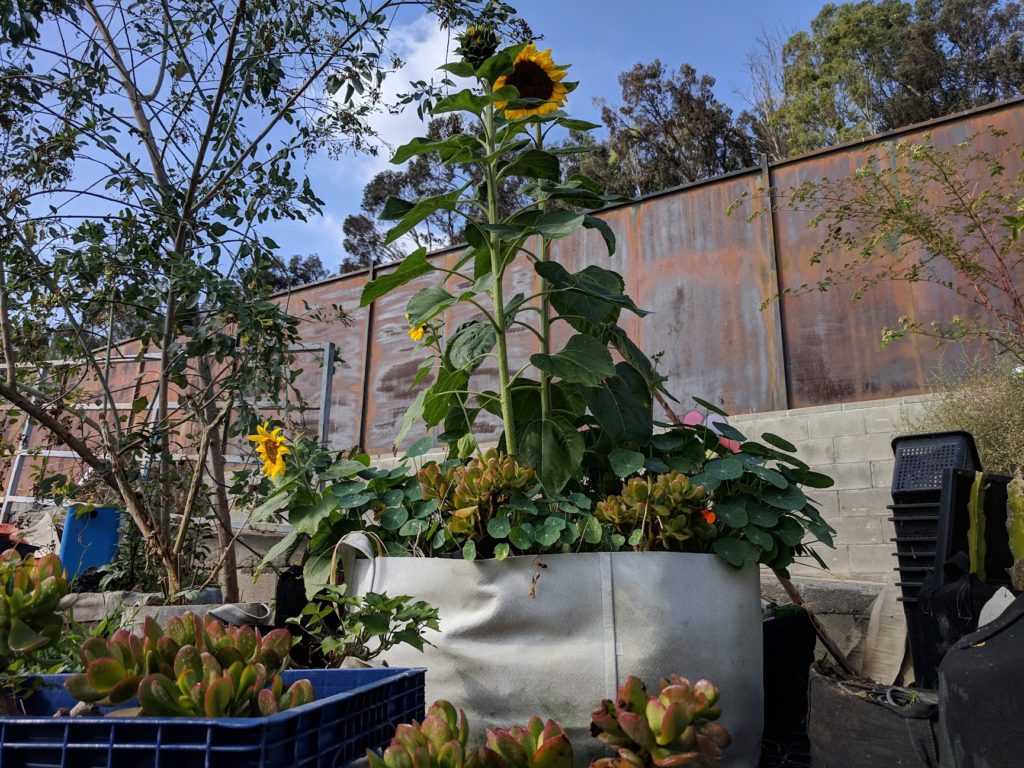 How sunflowers are used to assist in clean up after a nuclear disaster.