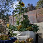 How sunflowers are used to assist in clean up after a nuclear disaster.