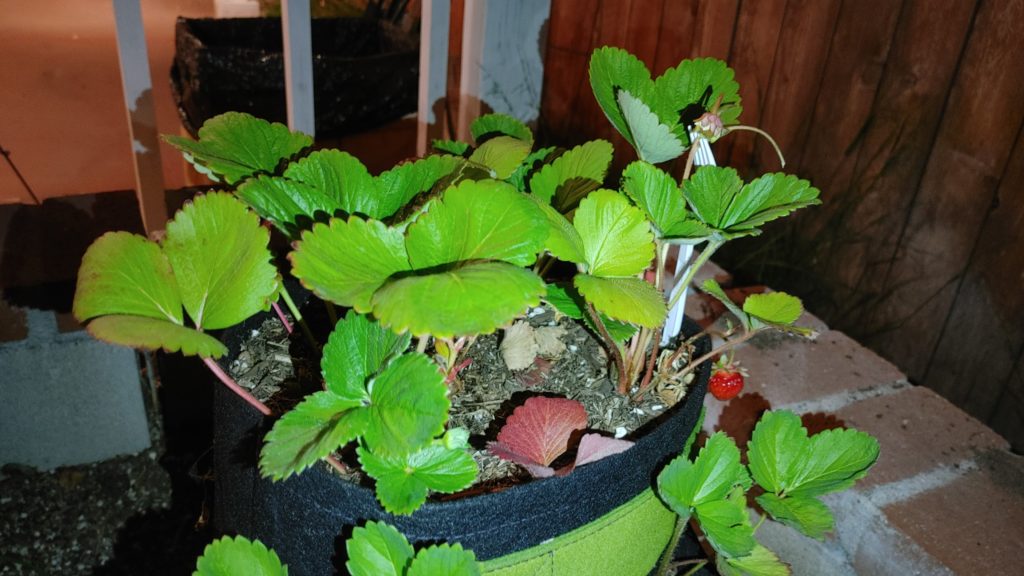 Do strawberry grow bags work?