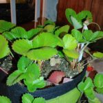 Do strawberry grow bags work?