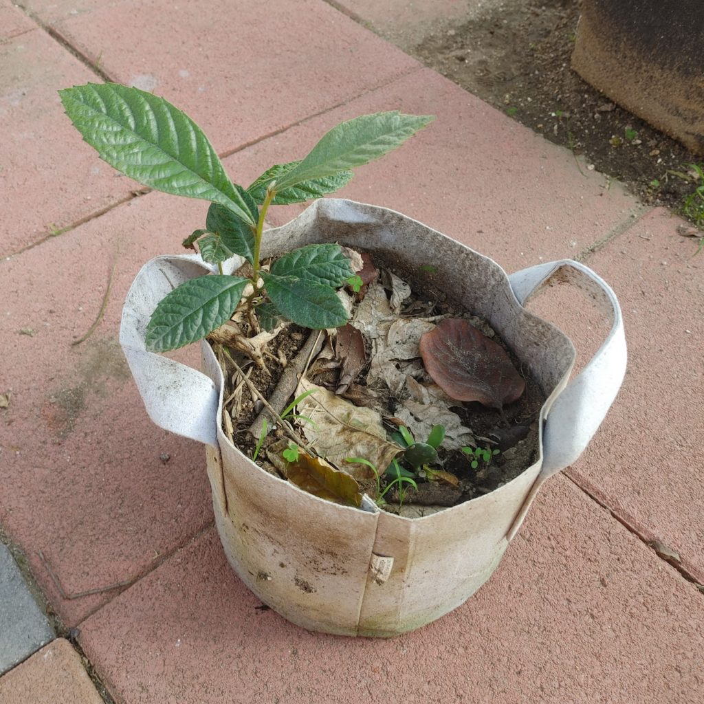 Do plants grow well in grow bags?