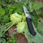 What are the basics of gardening?