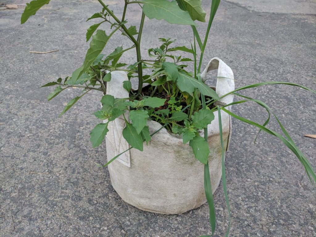 What plants grow well in 2-gallon fabric pots?