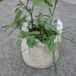 What plants grow well in 2-gallon fabric pots?