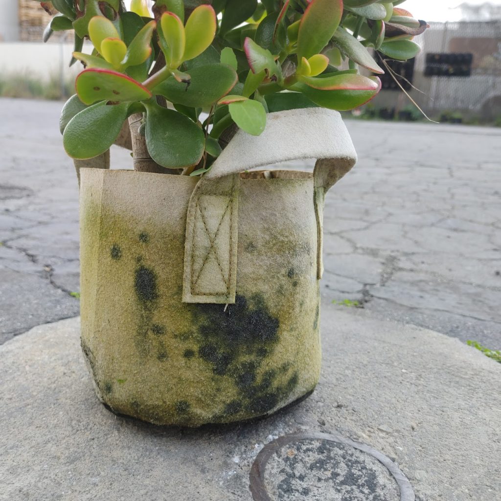 Why fabric pots have mold/mildew growing outside?