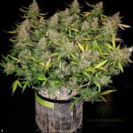 Are grow bags good for cannabis cultivation?