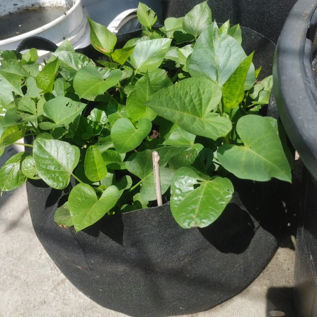 De-Witt Gro-Pot Flexible Planter Bag – 9, 12, Or 15 Gallon Fabric Grow Pot