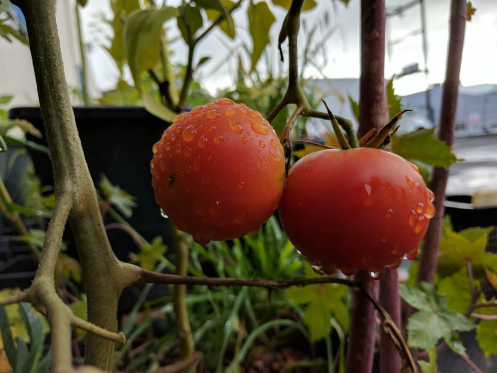 Growing Tomatoes in Grow Bags: A Comprehensive Guide