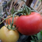 The Best Size Grow Bags to Grow Tomatoes and Everything Else You Need to Know About Growing Tomatoes.
