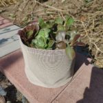 Can succulents really improve indoor air quality?