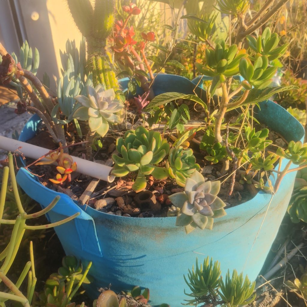 Growing Succulents in Grow Bags: A Comprehensive Guide