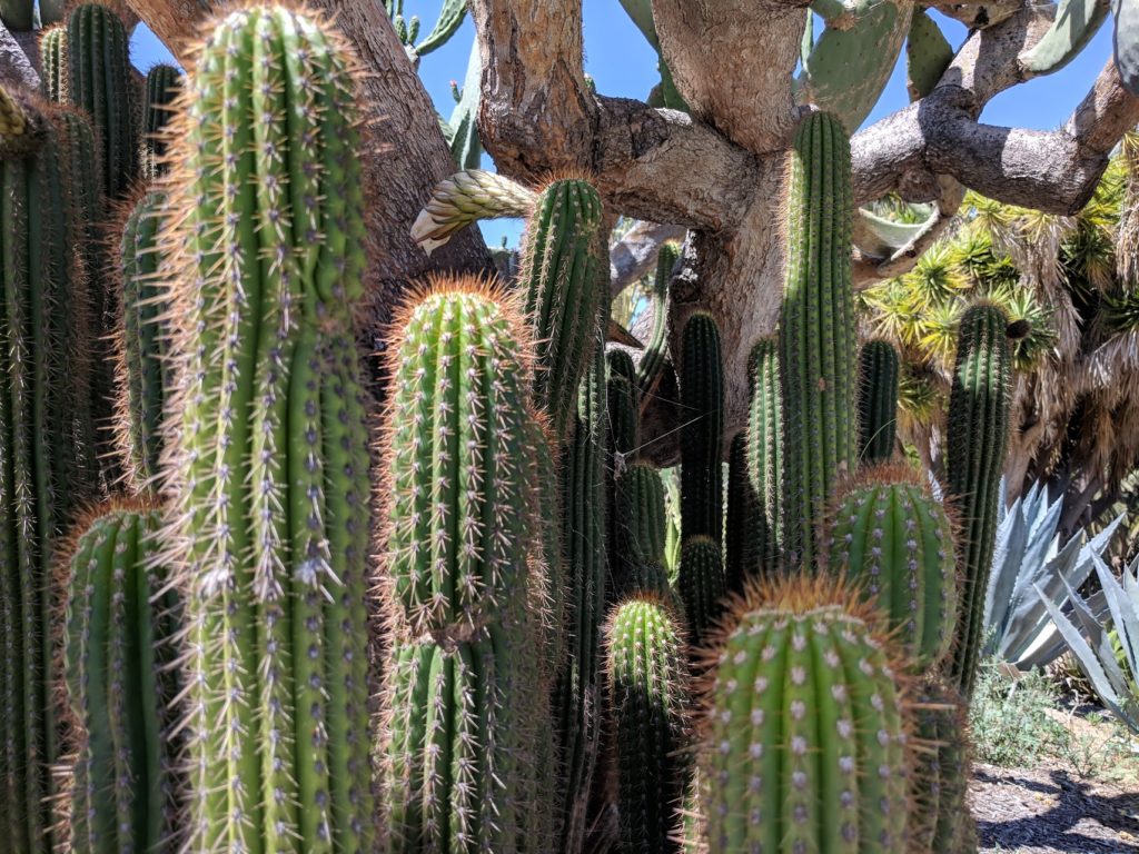 Growing Cacti in Grow Bags: A Guide to Success