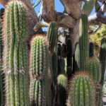 Growing Cacti in Grow Bags: A Guide to Success