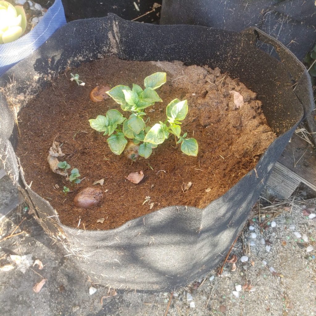 How easy is it to grow potatoes in grow bags?