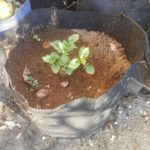 How easy is it to grow potatoes in grow bags?