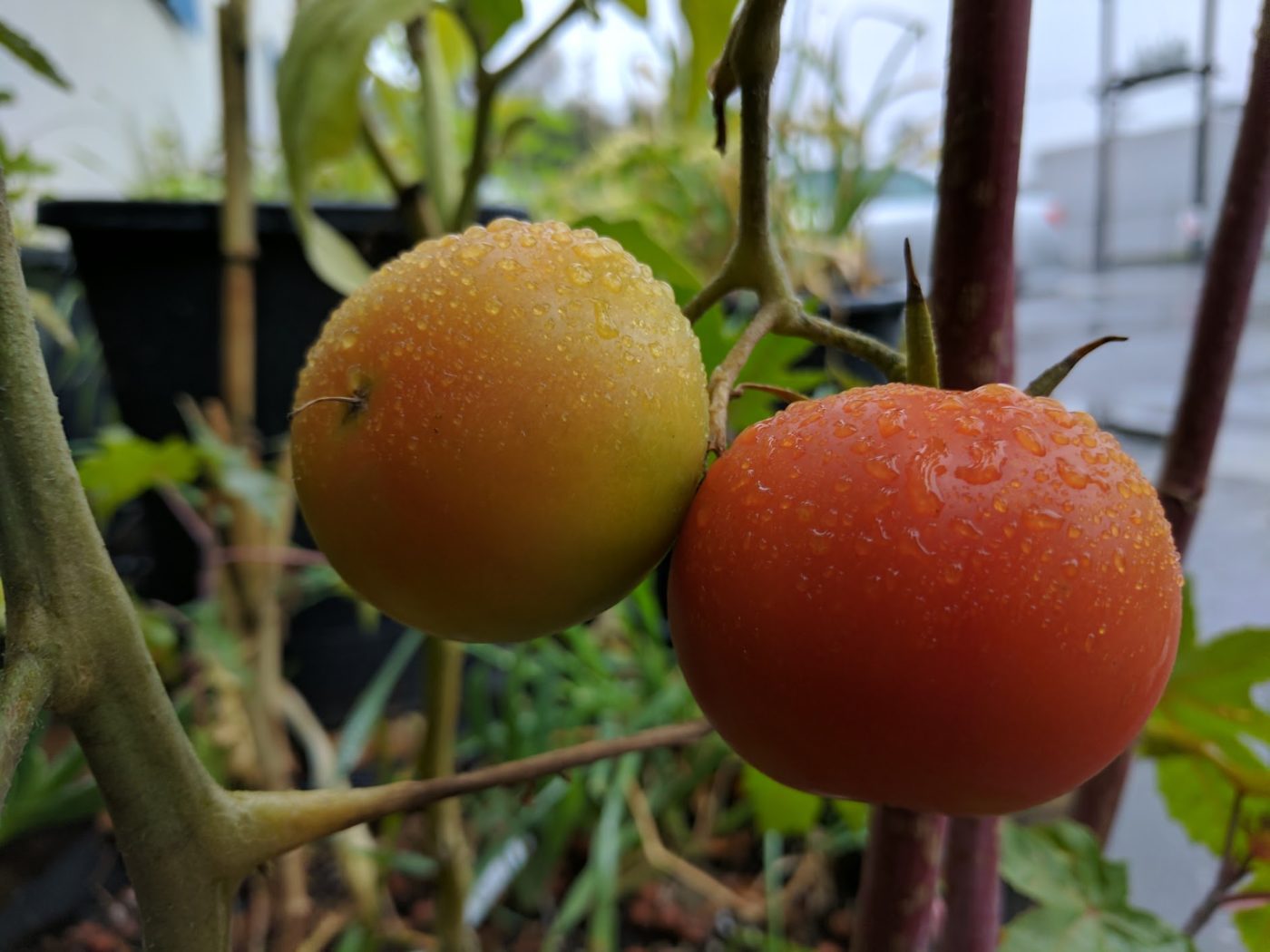 Growing Tomatoes in Five-Gallon Grow Bags: A Complete Guide