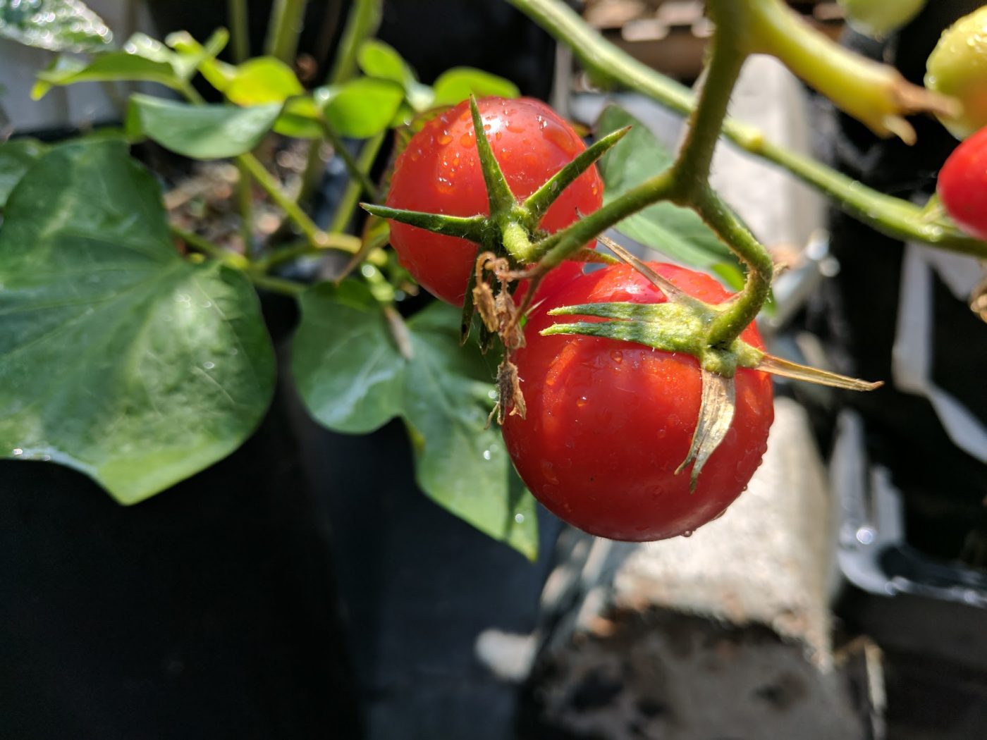 Success with Grow Bags: Key Insights from Tomato Growers