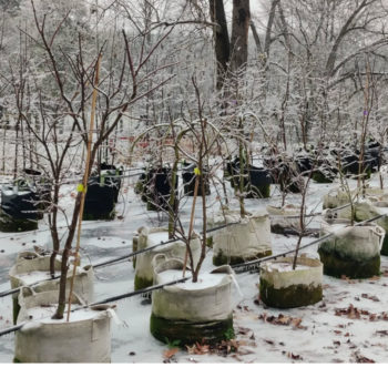 Winterizing Your Fabric Pots: A Guide to Protecting Your Plants and Pots During the Cold Months