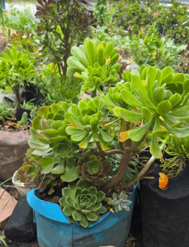 Customer Question: When you get your plant started, can you put it directly into the garden without removing the grow bag?