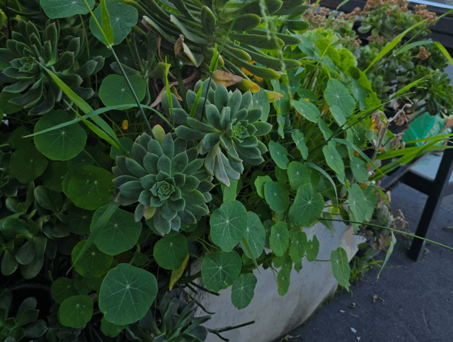 Are 247Garden fabric pots made with polyester and polypropylene biodegradable? If so, how long does it take to break down?