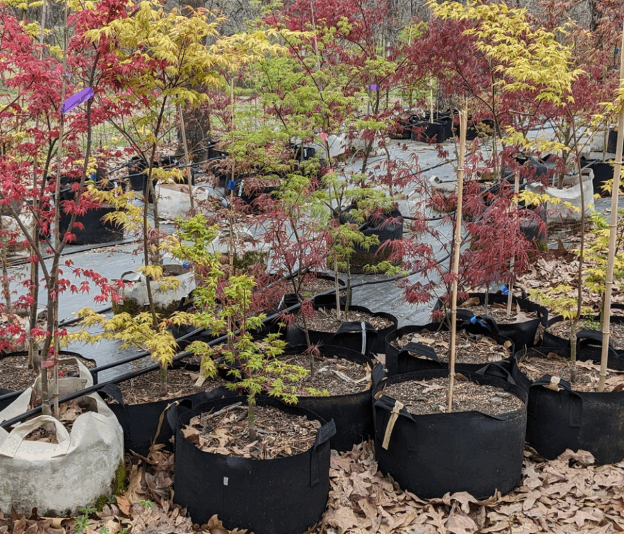 Discover Spirit Hill Maple Nursery: A Passionate Grower of Japanese Maples Using 247Garden Fabric Pots