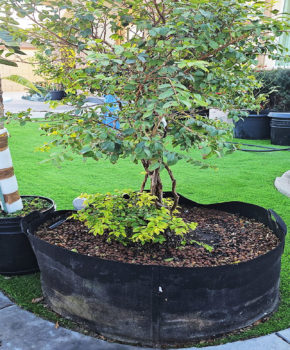 What Can You Grow in a 200-Gallon Grow Bag?