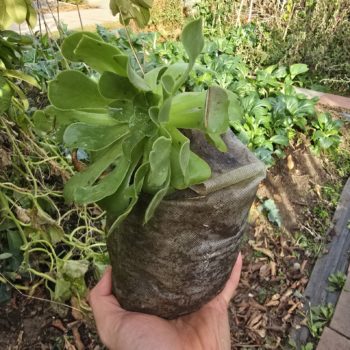 Too Much Moisture in Soil? Here's How to Fix It