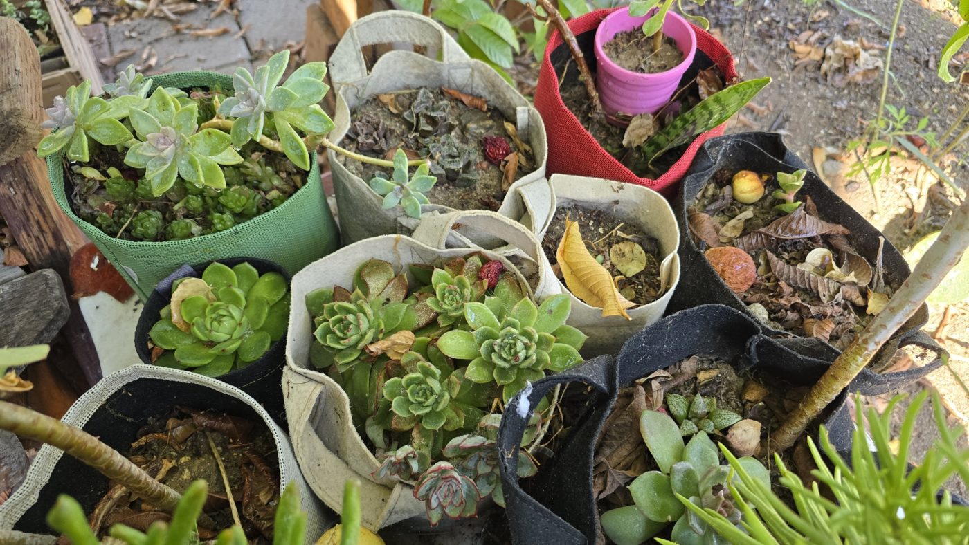 Important Watering Techniques Every Gardener Should Know