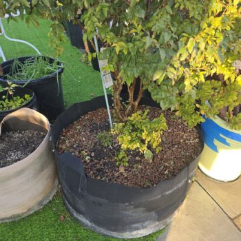 What to Grow in a 50-Gallon Plant Grow Bag?